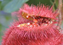 Colloque sur les plantes médicinales