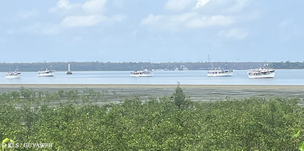 Suppression de la taxe douanière sur le vivaneau destiné à l’exportation