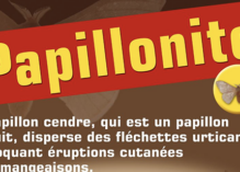 Les papillons cendre de retour à Rémire-Montjoly