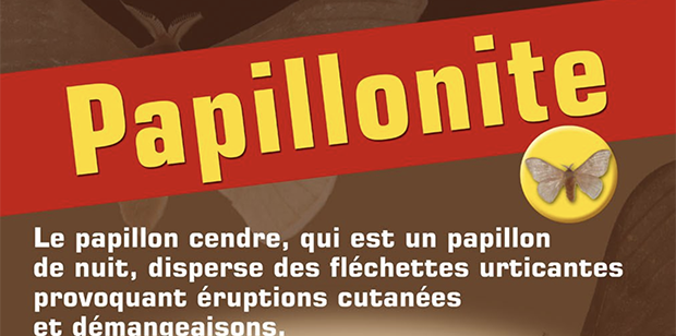 Les papillons cendre de retour à Rémire-Montjoly