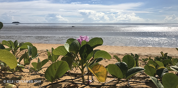 Dynamique côtière : anticiper la recomposition du littoral guyanais