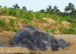 En 2024, contrairement à celles des olivâtres, les pontes de tortues luths et vertes sont en baisse dans l’Est de la Guyane