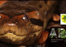 La biodiversité insoupçonnée de Rémire-Montjoly