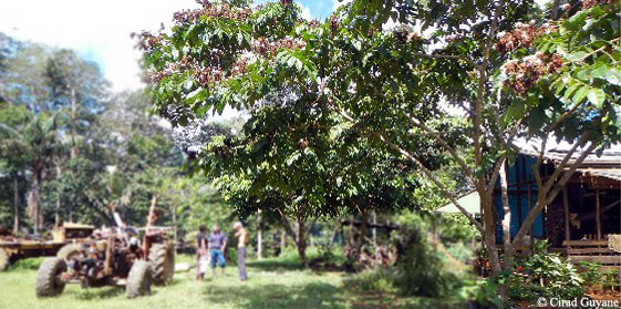 La filière du bois de rose se structure