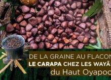 De la graine au flacon : le carapa chez les Wayãpi du Haut Oyapock