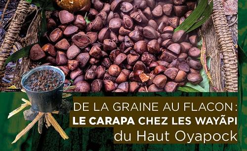 De la graine au flacon : le carapa chez les Wayãpi du Haut Oyapock