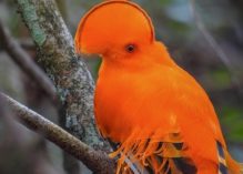 Le Coq-de-roche orange à l’honneur