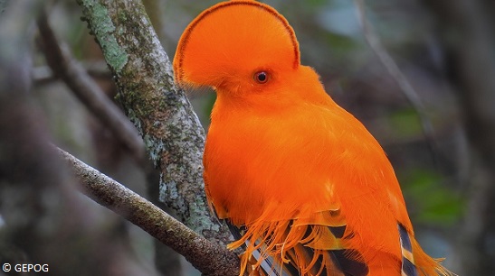 Le Coq-de-roche orange à l’honneur