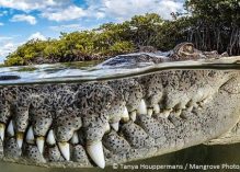 Prix de la photographie de mangrove