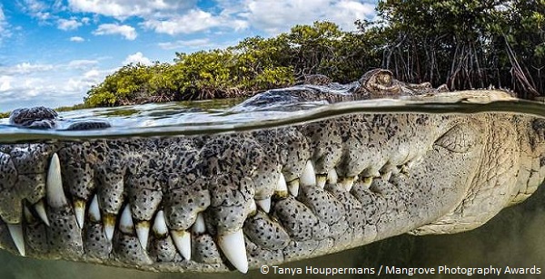 Prix de la photographie de mangrove