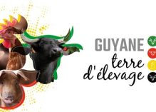 Guyane terre d’élevage