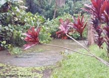 A la découverte des poissons de Guyane