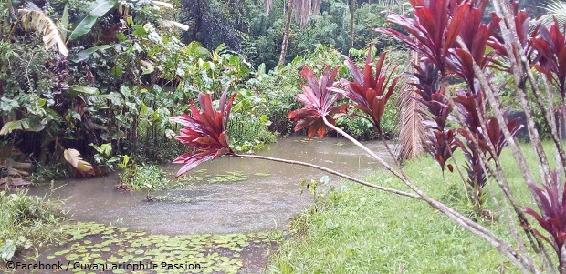 A la découverte des poissons de Guyane