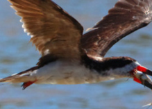 Découverte des oiseaux des vasières littorales