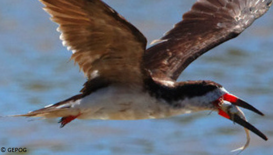 Découverte des oiseaux des vasières littorales