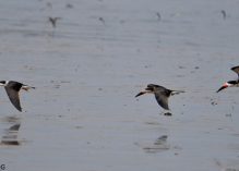 Observation des oiseaux de vasière