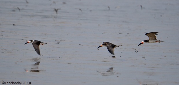 Observation des oiseaux de vasière