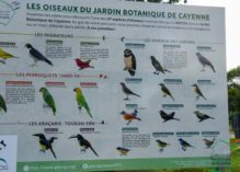 Découvrir les oiseaux du Jardin botanique