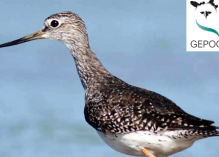 Observation des oiseaux de vasière