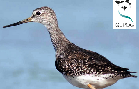 Observation des oiseaux de vasière