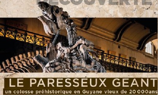 Le paresseux géant en Guyane