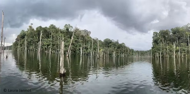 La biodiversité de Petit Saut menacée par un projet d’exploitation