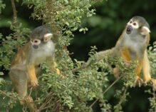 Sortie d’observation des mammifères   