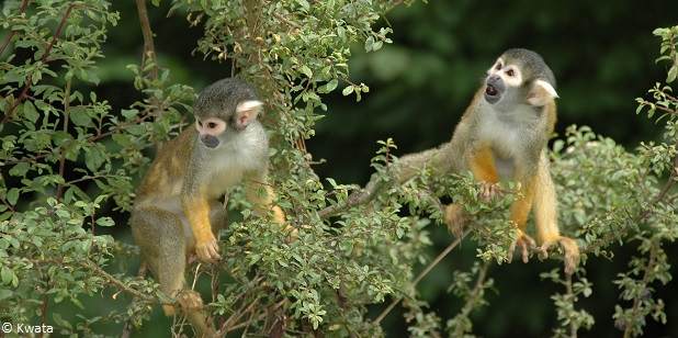 Sortie d’observation des mammifères   