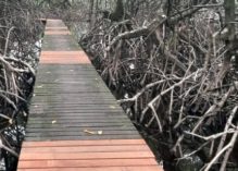 Réouverture du sentier des Salines de Montjoly