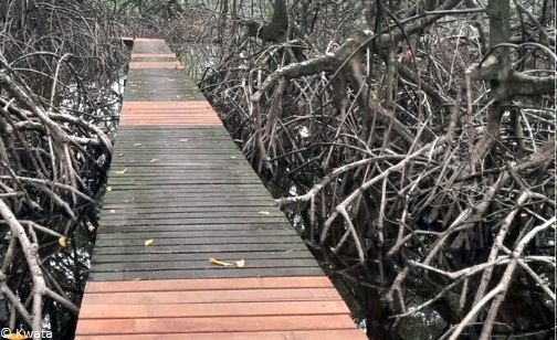 Réouverture du sentier des Salines de Montjoly